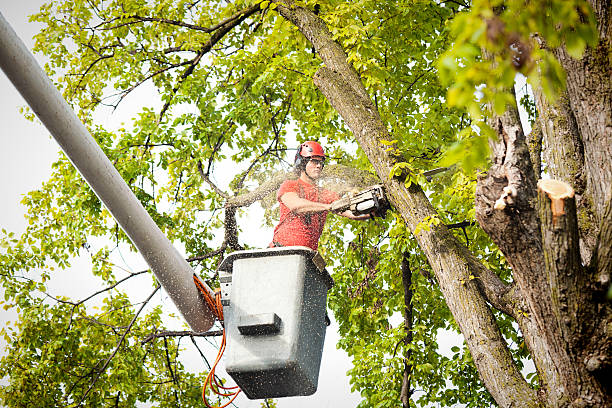 Best Tree Cutting Near Me  in USA